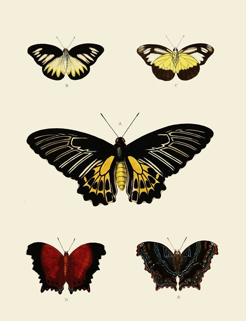 Foreign butterflies occurring in the three continents Asia, Africa and America Pl.003