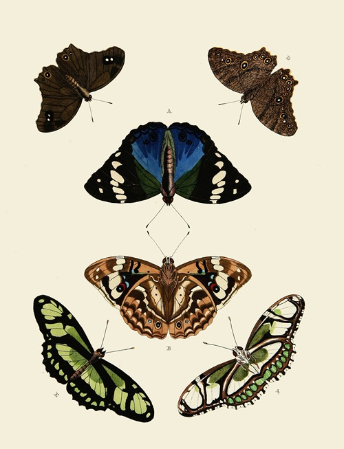 Foreign Butterflies Occurring In The Three Continents Asia, Africa And 