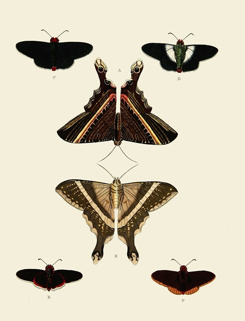 Foreign butterflies occurring in the three continents Asia, Africa and America Pl.007
