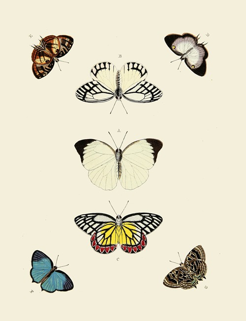 Foreign butterflies occurring in the three continents Asia, Africa and America Pl.009