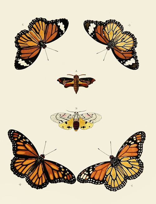 Foreign butterflies occurring in the three continents Asia, Africa and America Pl.014