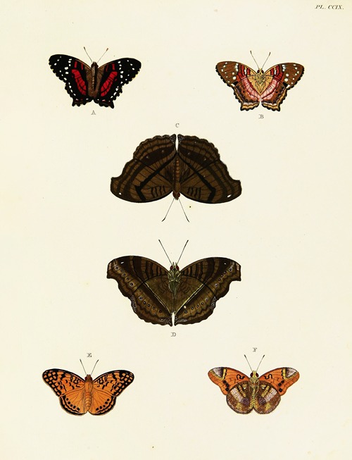 Foreign butterflies occurring in the three continents Asia, Africa and America Pl.017