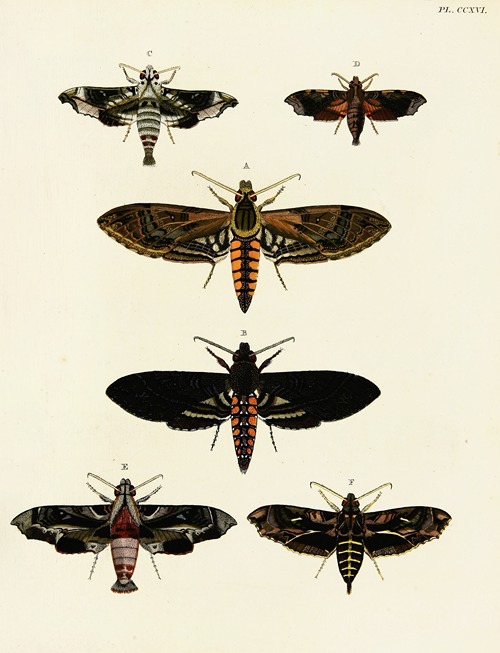 Foreign butterflies occurring in the three continents Asia, Africa and America Pl.024