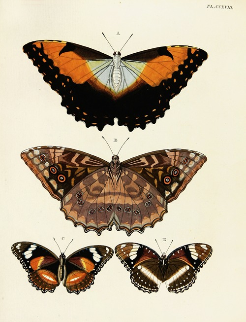 Foreign butterflies occurring in the three continents Asia, Africa and America Pl.026