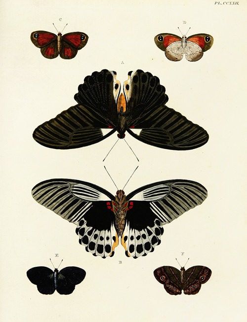 Foreign butterflies occurring in the three continents Asia, Africa and America Pl.029