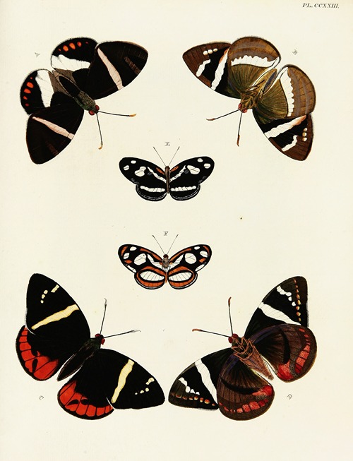 Foreign butterflies occurring in the three continents Asia, Africa and America Pl.030