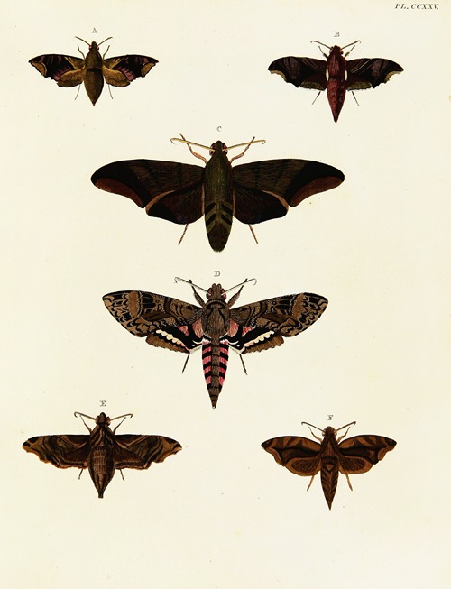 Foreign butterflies occurring in the three continents Asia, Africa and America Pl.032
