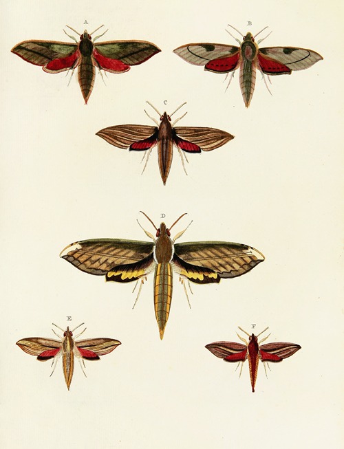 Foreign butterflies occurring in the three continents Asia, Africa and America Pl.033