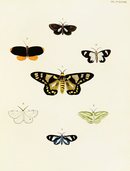 Foreign butterflies occurring in the three continents Asia, Africa and America Pl.035
