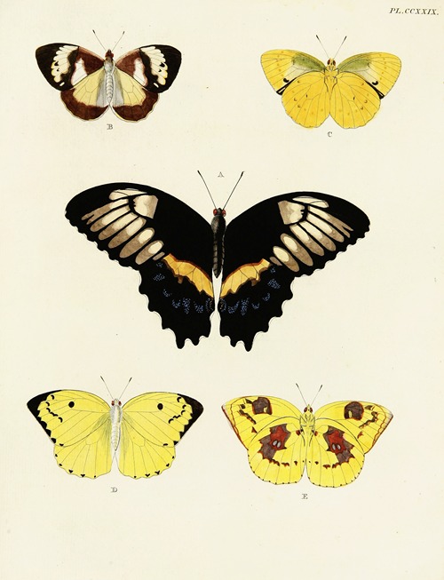 Foreign butterflies occurring in the three continents Asia, Africa and America Pl.036