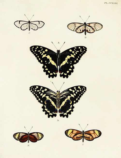 Foreign butterflies occurring in the three continents Asia, Africa and America Pl.038