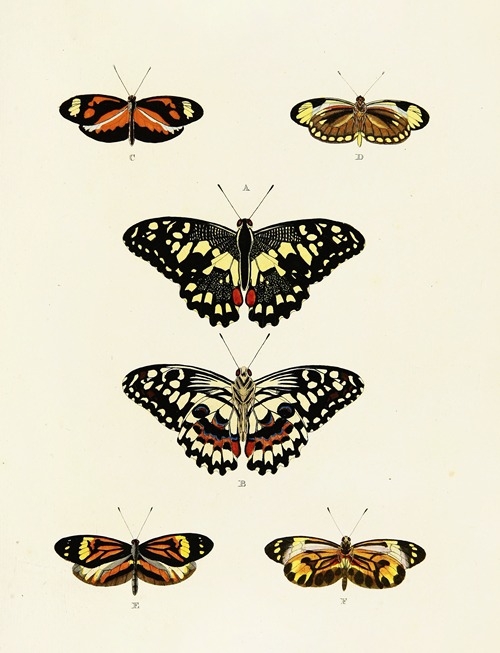 Foreign butterflies occurring in the three continents Asia, Africa and America Pl.039