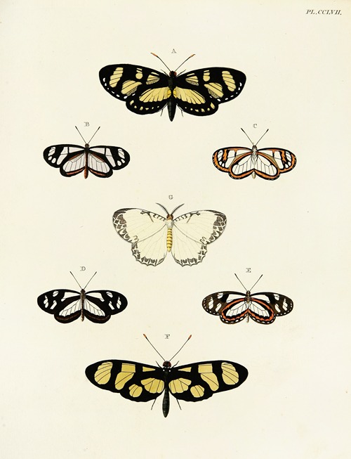 Foreign butterflies occurring in the three continents Asia, Africa and America Pl.064
