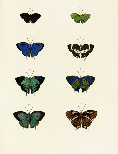 Foreign butterflies occurring in the three continents Asia, Africa and America Pl.066