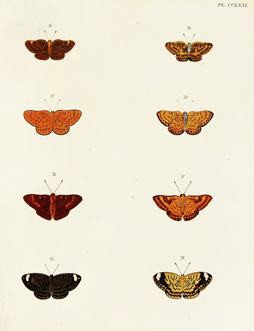 Foreign butterflies occurring in the three continents Asia, Africa and America Pl.078