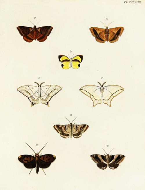 Foreign butterflies occurring in the three continents Asia, Africa and America Pl.080
