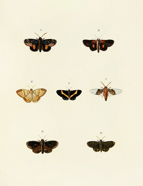 Foreign butterflies occurring in the three continents Asia, Africa and America Pl.083