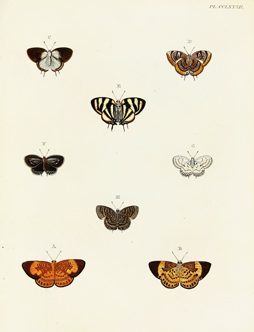 Foreign butterflies occurring in the three continents Asia, Africa and America Pl.089