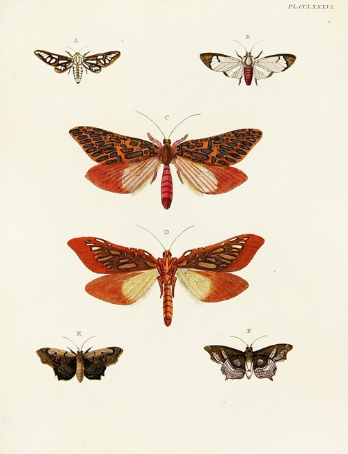 Foreign butterflies occurring in the three continents Asia, Africa and America Pl.093