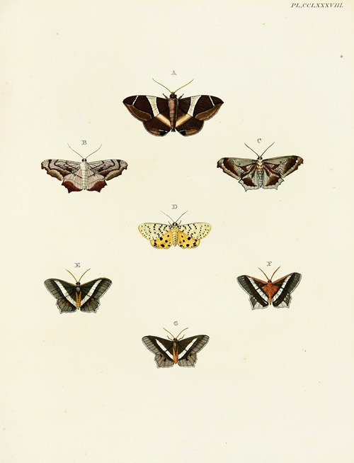 Foreign butterflies occurring in the three continents Asia, Africa and America Pl.095