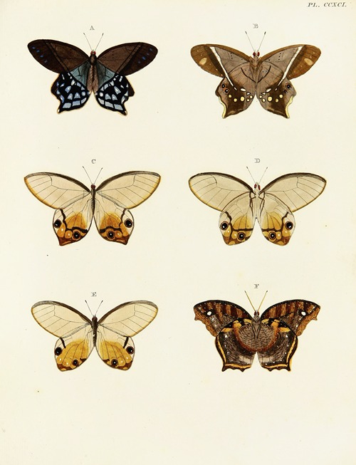 Foreign butterflies occurring in the three continents Asia, Africa and America Pl.098