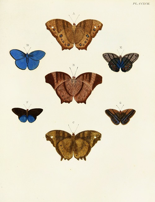 Foreign butterflies occurring in the three continents Asia, Africa and America Pl.099