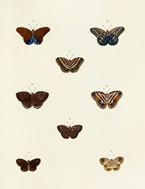 Foreign butterflies occurring in the three continents Asia, Africa and America Pl.100