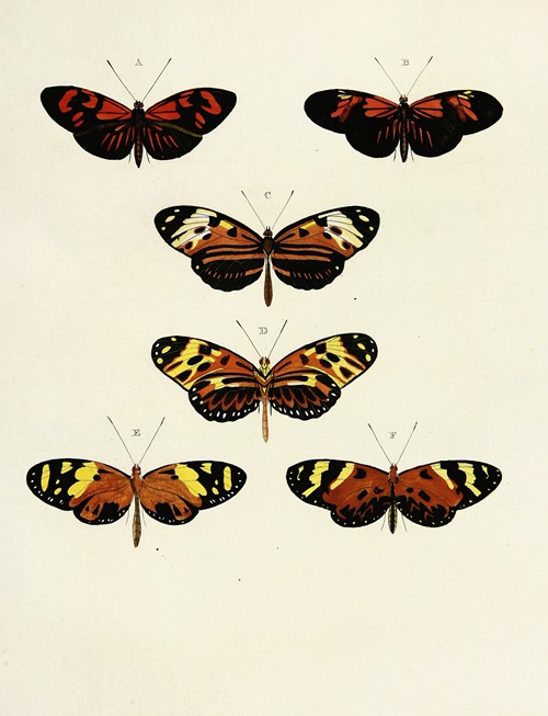 Foreign butterflies occurring in the three continents Asia, Africa and America Pl.103
