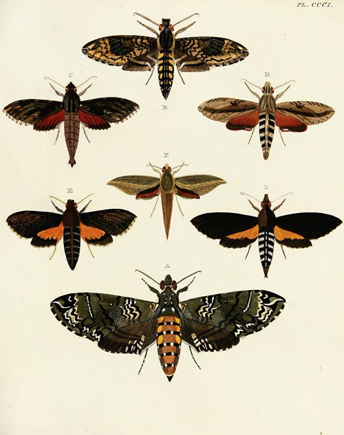 Foreign butterflies occurring in the three continents Asia, Africa and America Pl.107