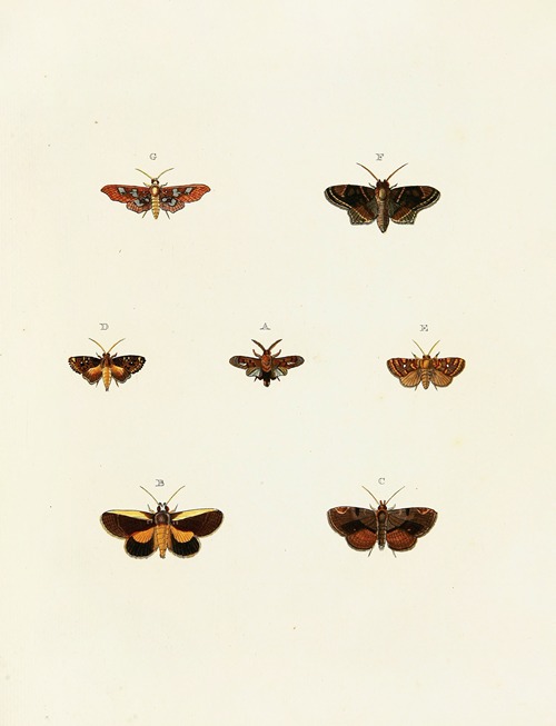 Foreign butterflies occurring in the three continents Asia, Africa and America Pl.118