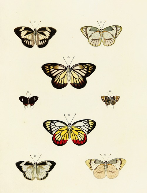 Foreign butterflies occurring in the three continents Asia, Africa and America Pl.126