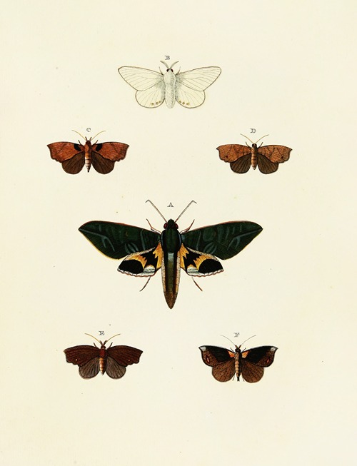 Foreign butterflies occurring in the three continents Asia, Africa and America Pl.127