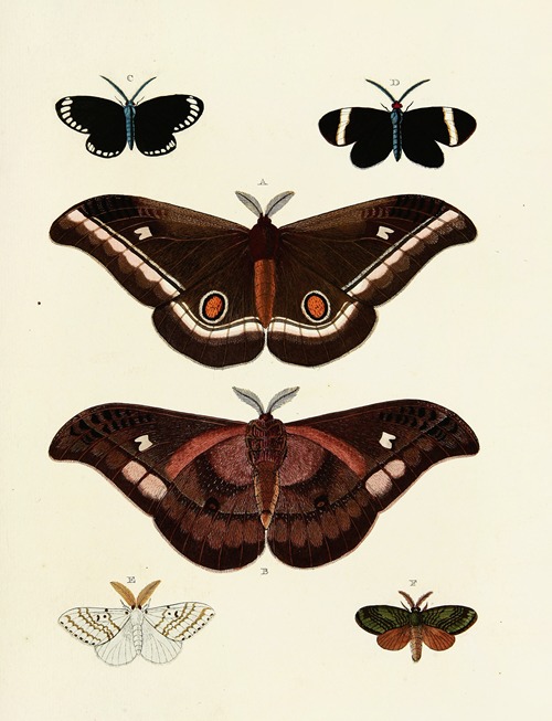 Foreign butterflies occurring in the three continents Asia, Africa and America Pl.128