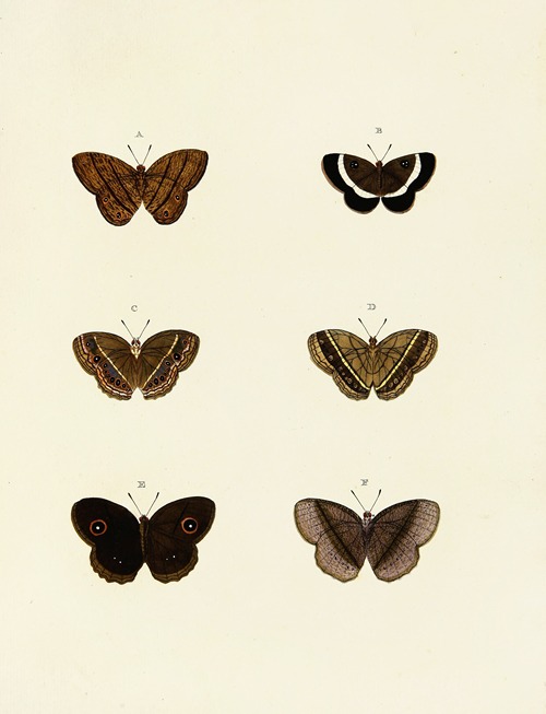 Foreign butterflies occurring in the three continents Asia, Africa and America Pl.132
