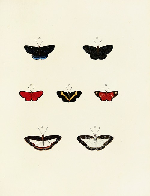 Foreign butterflies occurring in the three continents Asia, Africa and America Pl.141