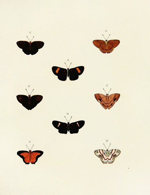 Foreign butterflies occurring in the three continents Asia, Africa and America Pl.142