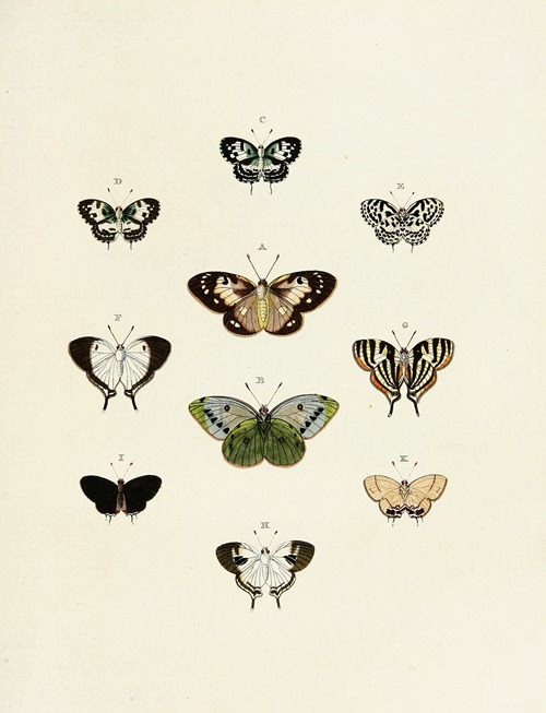 Foreign butterflies occurring in the three continents Asia, Africa and America Pl.145