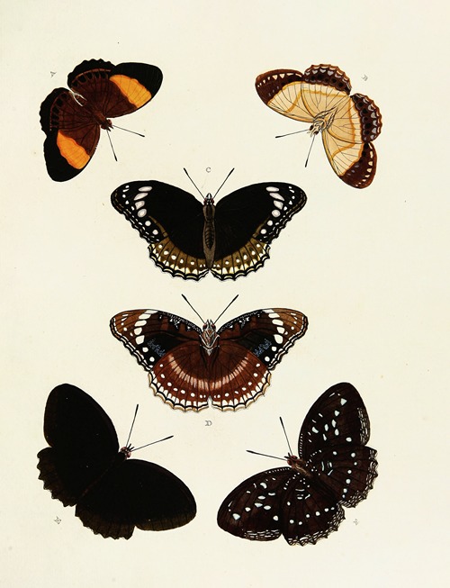 Foreign butterflies occurring in the three continents Asia, Africa and America Pl.154