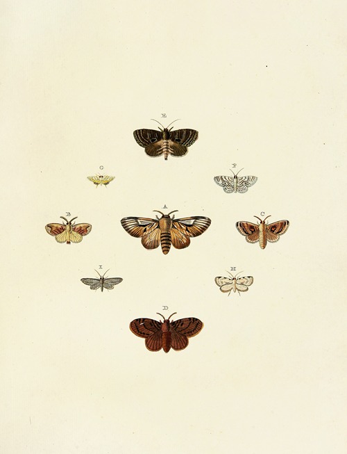 Foreign butterflies occurring in the three continents Asia, Africa and America Pl.164