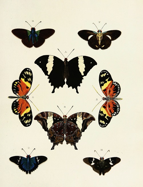 Foreign butterflies occurring in the three continents Asia, Africa and America Pl.169