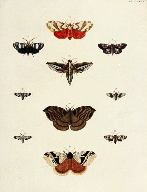Foreign butterflies occurring in the three continents Asia, Africa and America Pl.172