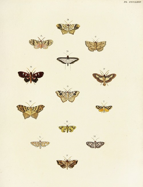 Foreign butterflies occurring in the three continents Asia, Africa and America Pl.176