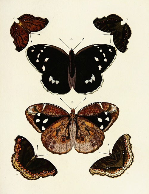 Foreign butterflies occurring in the three continents Asia, Africa and America Pl.179