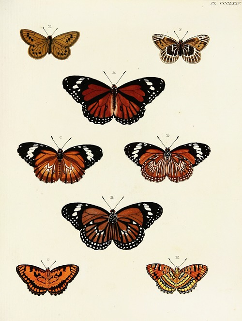 Foreign butterflies occurring in the three continents Asia, Africa and America Pl.180
