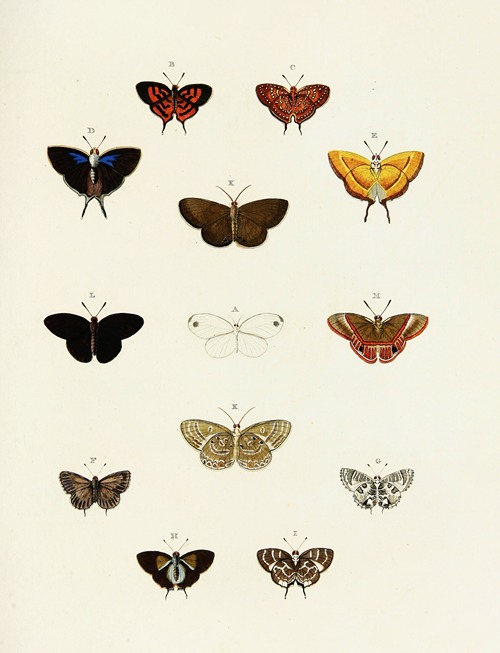 Foreign butterflies occurring in the three continents Asia, Africa and America Pl.184