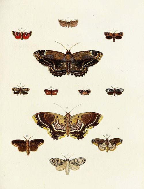 Foreign butterflies occurring in the three continents Asia, Africa and America Pl.189