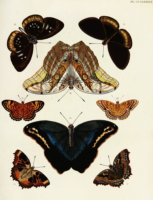 Foreign butterflies occurring in the three continents Asia, Africa and America Pl.194