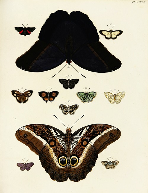 Foreign butterflies occurring in the three continents Asia, Africa and America Pl.195