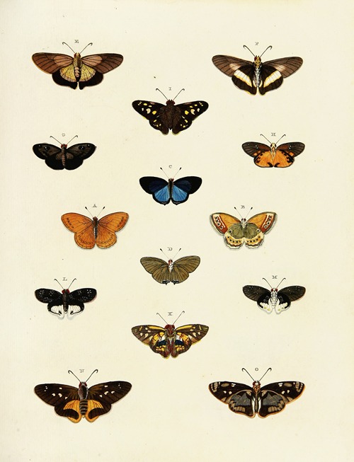 Foreign butterflies occurring in the three continents Asia, Africa and America Pl.196