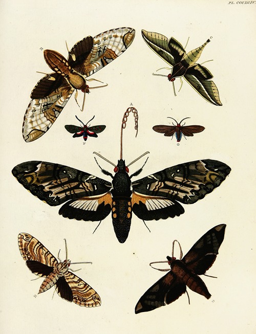 Foreign butterflies occurring in the three continents Asia, Africa and America Pl.199